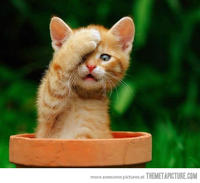 Facepalm