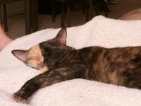 Cats