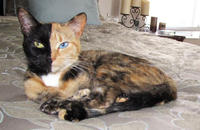 Venus the Two Faced Cat