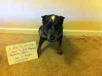Dogshaming