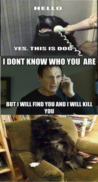 Yes, This is Dog