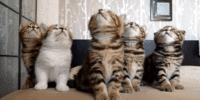 Cats