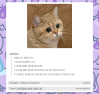 Starecat / Grafics Cat