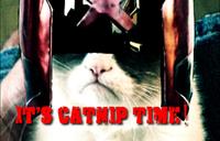 Grumpy Cat