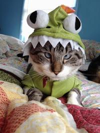 Cats