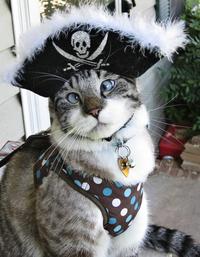 Cats