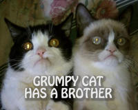 Grumpy Cat