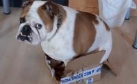 If It Fits I Sits