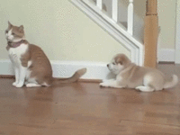 Cats