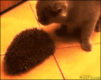 Cats