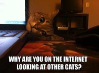 Cats