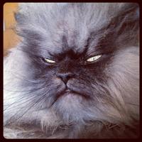 Colonel Meow