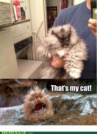 Colonel Meow