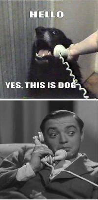 Yes, This is Dog