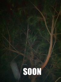 SOON