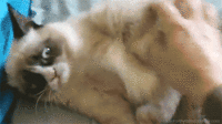 Grumpy Cat