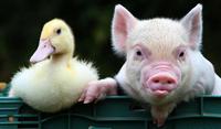 Duck Face
