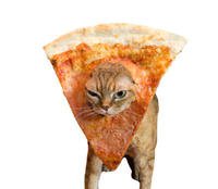 Cat Breading