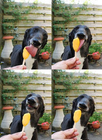 Dogs