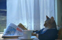 I Should Buy a Boat Cat