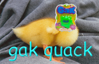 Gak