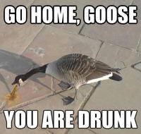 Go Home, You Are Drunk