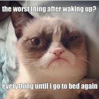 Grumpy Cat