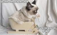 Grumpy Cat