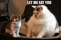 LOLcats