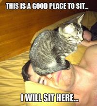 If It Fits I Sits