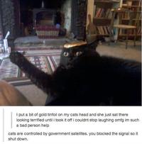 Cats