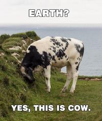 Yes, This is Dog