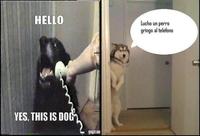 Oye Lucho, El perro del lucho