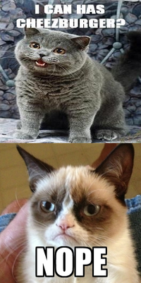 Grumpy Cat