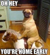 Dogs