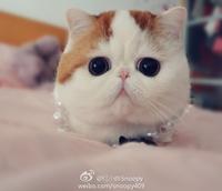 Snoopy the Cat