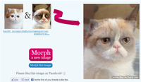 Snoopy the Cat