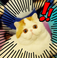 Snoopy the Cat