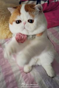 Snoopy the Cat