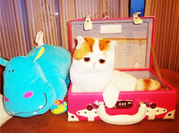 Snoopy the Cat