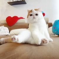 Snoopy the Cat