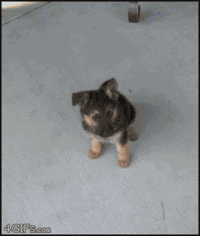 Dogs