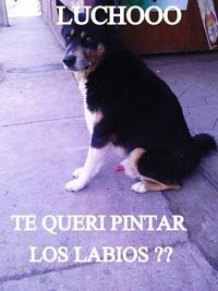 Oye Lucho, El perro del lucho