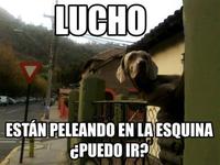 Oye Lucho, El perro del lucho