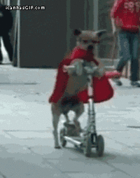 Dogs