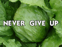 Lettuce / It Says "Never Give Up"