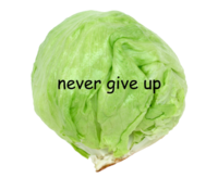 Lettuce / It Says "Never Give Up"