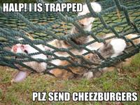 LOLcats