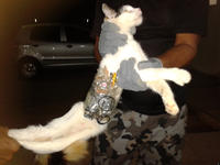 Cats