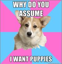 Critical Feminist Corgi